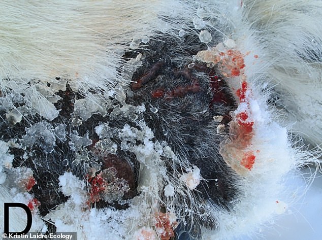 Horrifying images show polar bears with painful ULCERS on their feet in the Arctic – and scientists say climate change is to blame