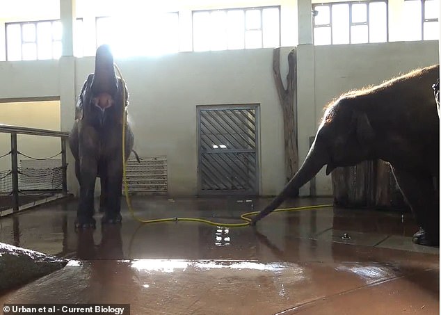 Even elephants like playing pranks! Watch the hilarious moment an animal turns off the water while its friend tries to take a shower