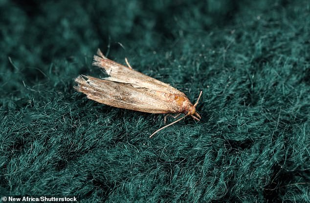 How to stop moths destroying YOUR home – as experts warn the pesky insects can lay eggs in your wine, infest your cereal, and even chew holes in your carpet