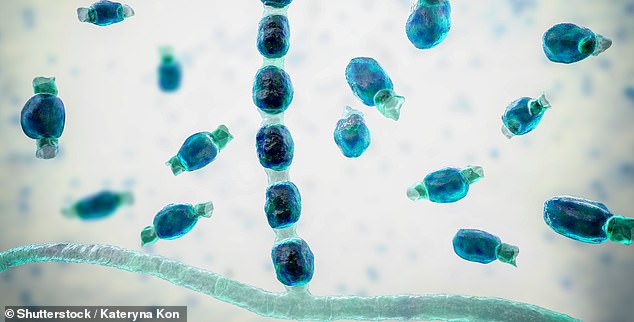 Thousands are struck down by incurable fungus on the West Coast dubbed ‘new American epidemic’