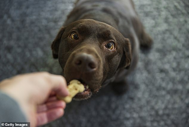 Urgent warning to dog owners as tainted treats are recalled across America