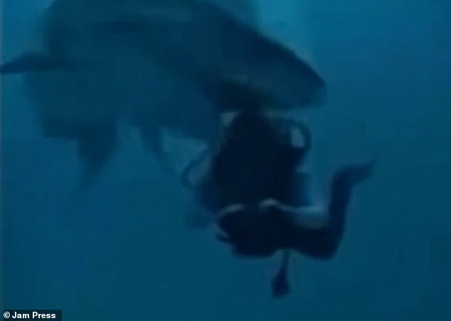 Terrifying moment giant shark clamps its jaws around a diver’s head in surprise attack off paradise island