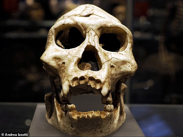 Scientists reveal the type of TEETH that means you have a gene inherited from Neanderthals