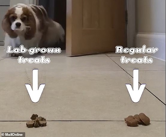 Bone Appetit! 4 plucky pooches taste the world’s first LAB-GROWN dog treats – with hilarious results