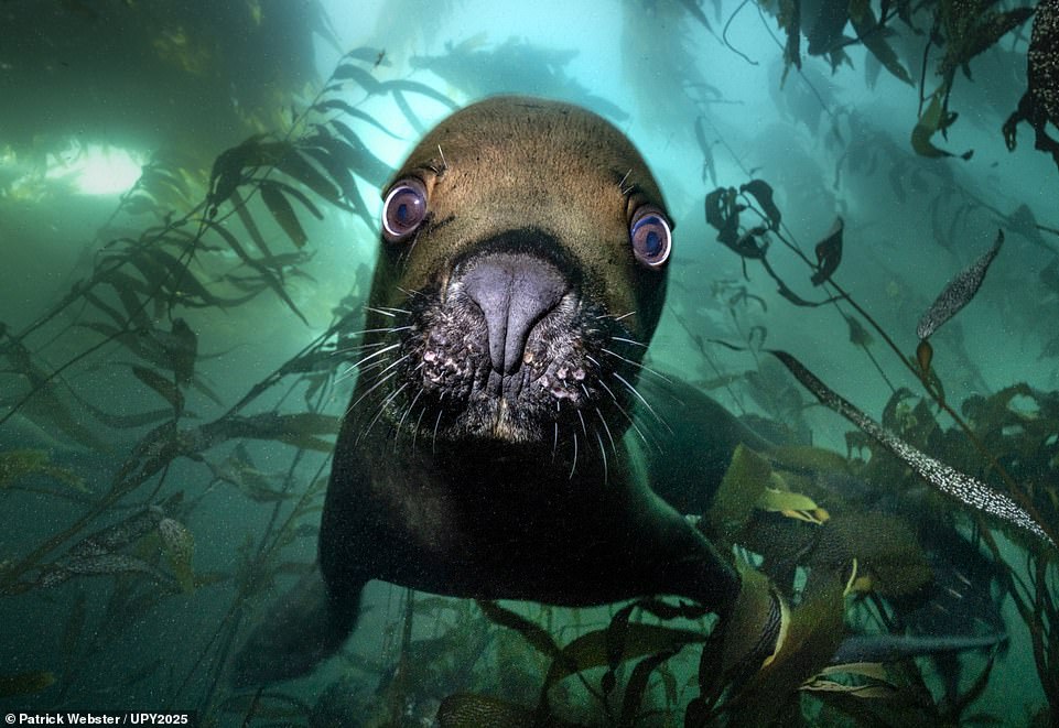 From jousting fish to thirsty camels and a ‘screaming’ sponge: Behold the spellbinding winners of the 2025 Underwater Photographer of the Year awards