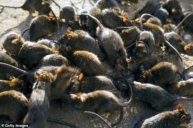 Millions warned to beware of frightening rodent disease as two Americans test positive