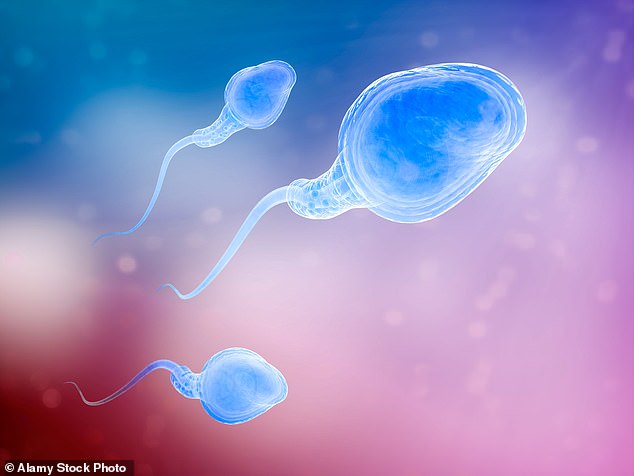 Sperm from men over the age of 45 are linked to higher IVF miscarriages and lower birth rates – even when young donor eggs were used