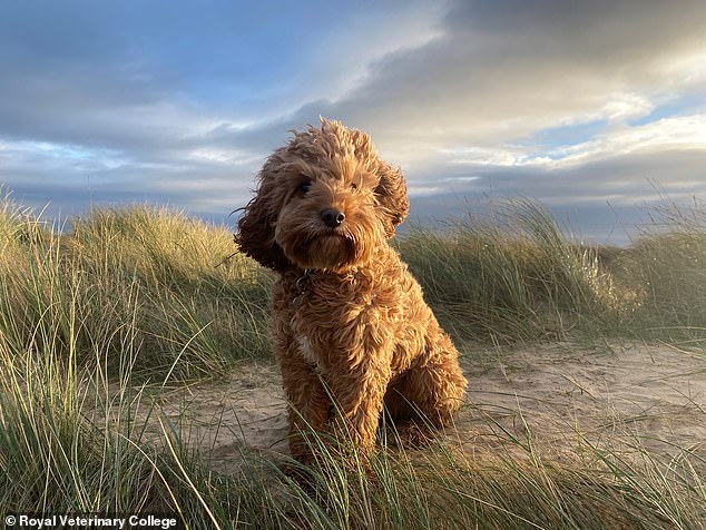 Trendy designer Cavapoos are most at risk of embarrassing health problem, vets warn