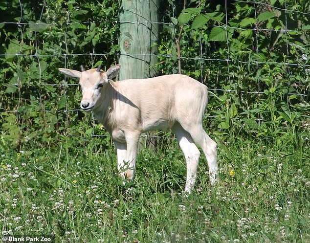 Adorable baby animal on the brink of extinction is born at Iowa zoo