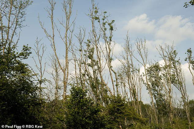 Scientists rejoice as British trees evolve resistance to devastating ash dieback fungus