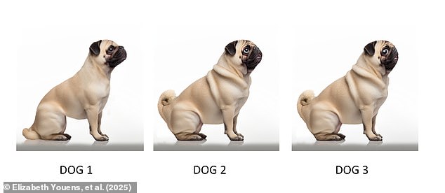 Which dog do YOU think is the cutest? Vets say our preference for breeds is changing – take the test to see if you agree