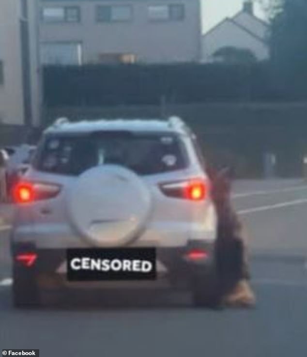 Thug is filmed killing his dog by dragging it behind his car at 50mph for several miles – before online vigilantes track him down in Belgium and burn down his house in ‘attempted murder’