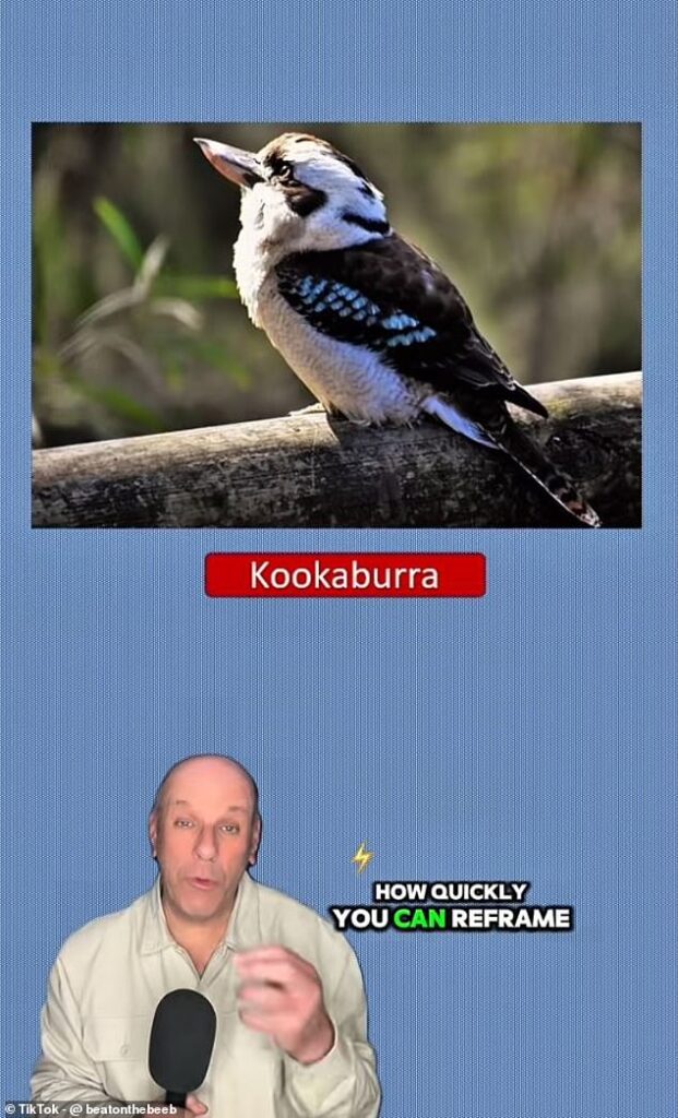 Can YOU see two animals? This photo of a kookaburra has a second creature hidden in it – so, can you spot it?