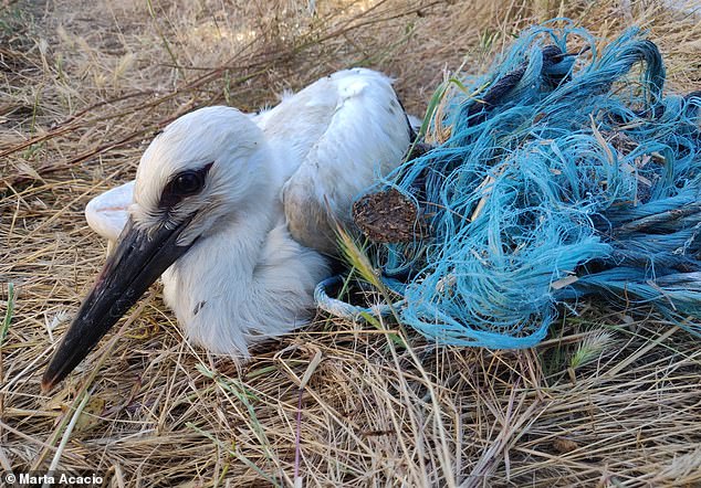 Heartbreaking footage reveals a plastic ‘death trap’ in birds’ nests – with chicks getting entangled in ropes that strangle their limbs