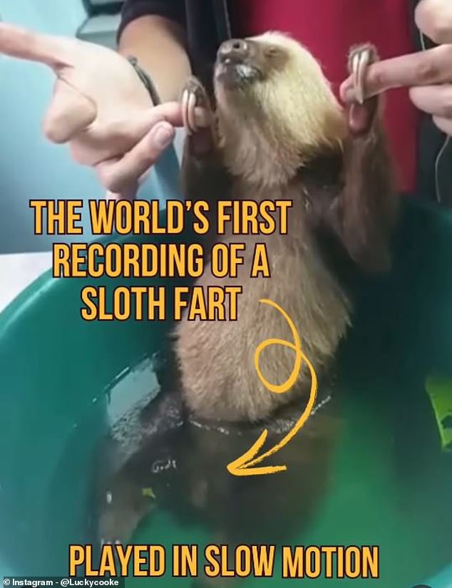 Zoologist captures the first EVER documented sloth fart on camera