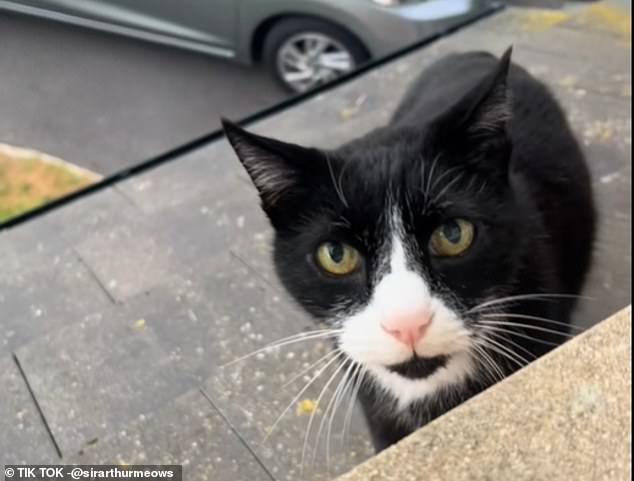 Social media users are baffled by a video of a cat with a ‘British accent’ – as one viewer claims it’s ‘definitely a Scouser’