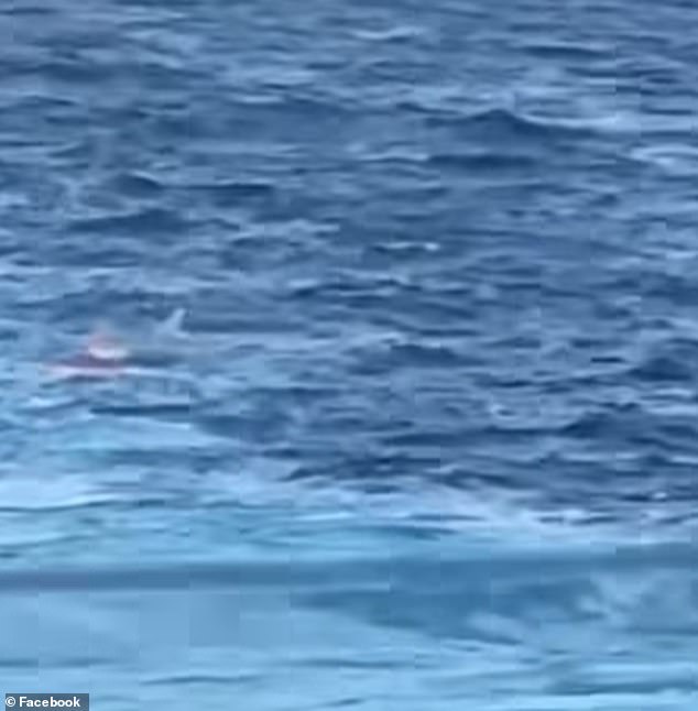 Royal Caribbean crew member dies after falling off mega-ship as it sailed through the Bahamas
