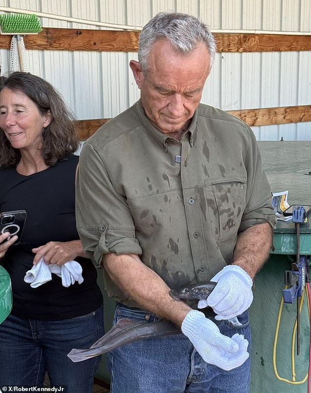 Parasitic sea vampire bites RFK Jr in health chief’s bizarre new stunt