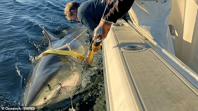 REVEALED: Why there’s a mysterious surge of great white sharks haunting America