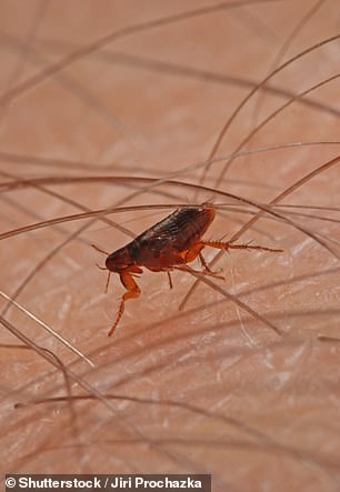 Gruesome simulation reveals what ‘the black death’ does to the body – as American patient tests positive for plague