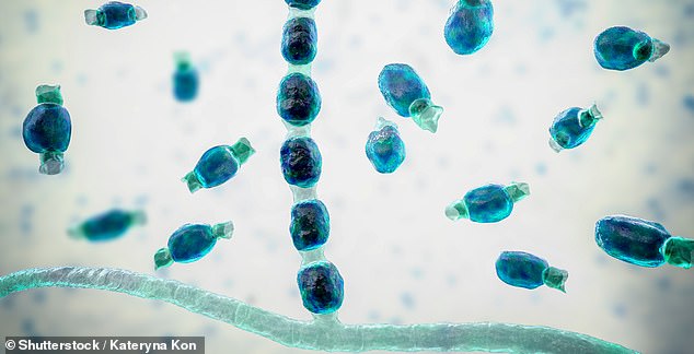 Experts warn of new ‘epidemic’ as deadly fungus spreads faster than ever in US
