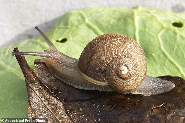 International search launched to find Ned the common garden snail a mate – can you spot the telltale feature that makes him so rare?