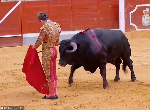Horrific moment Portuguese matador is gored and tossed around by tormented bleeding bull weeks after fellow countryman was crushed to death by rampaging beast
