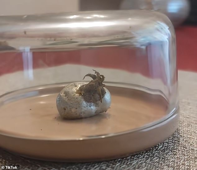 Mysterious tentacles emerging from a ‘meteorite’ spark frenzied reaction: ‘An Alien growing’