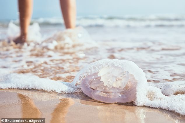 How to actually heal a jellyfish sting during your next beach trip